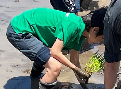 Student planting rice by hand in a muddy rice paddy.