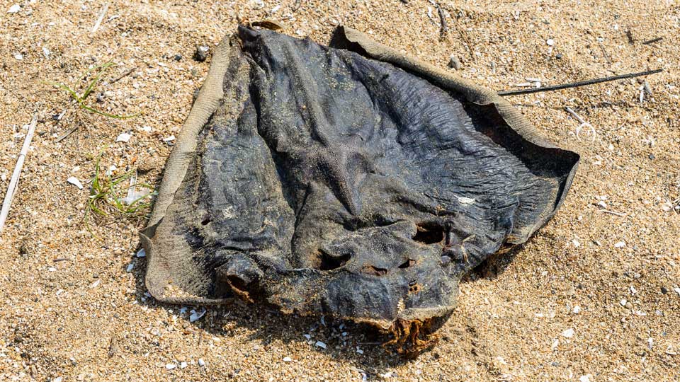 dead fish on japan beach