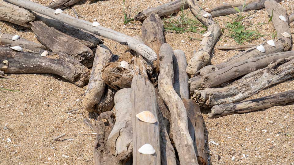 logs and shells on Japan beach